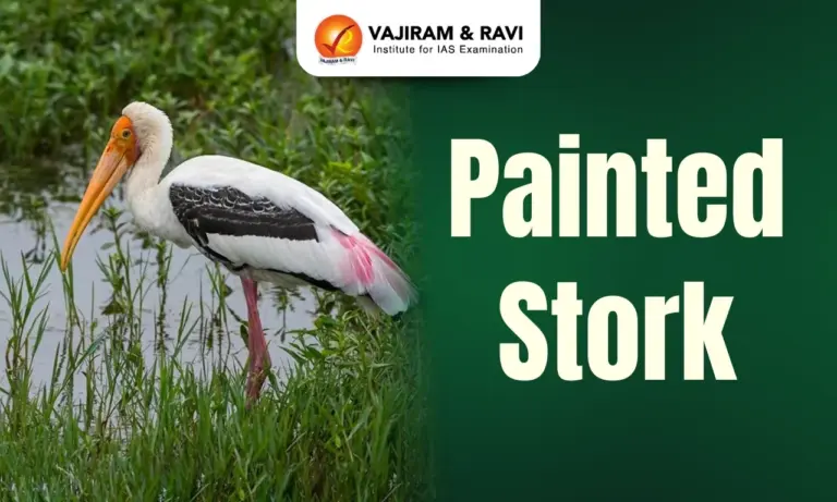 Painted Stork