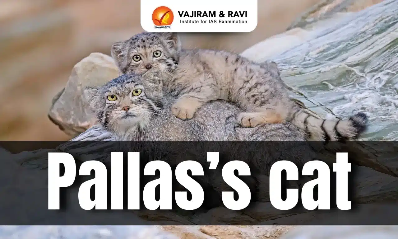 Pallas’s Cat