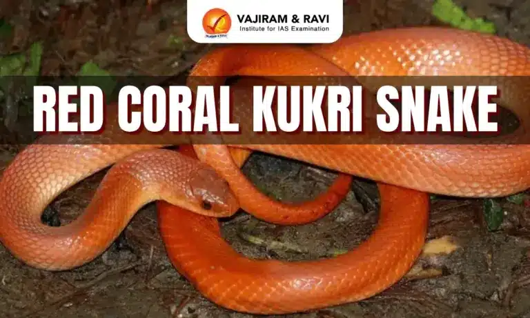 Red Coral Kukri Snake