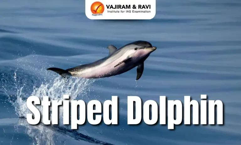 Striped Dolphin