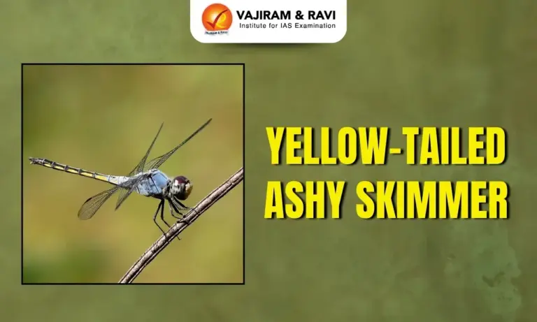 Yellow-tailed Ashy Skimmer