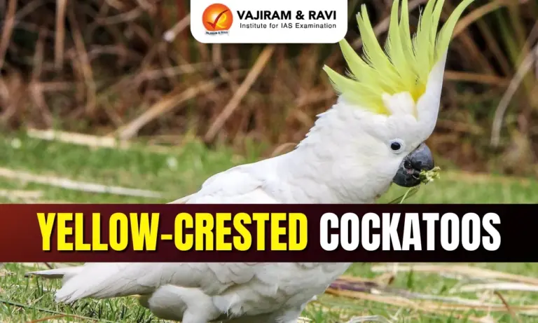 Yellow-Crested Cockatoos