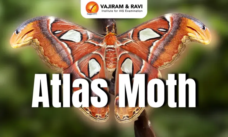 Atlas Moth
