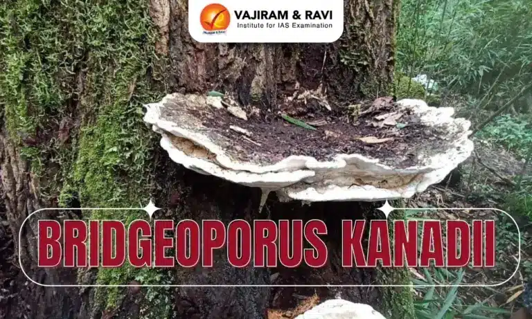 Bridgeoporus Kanadii