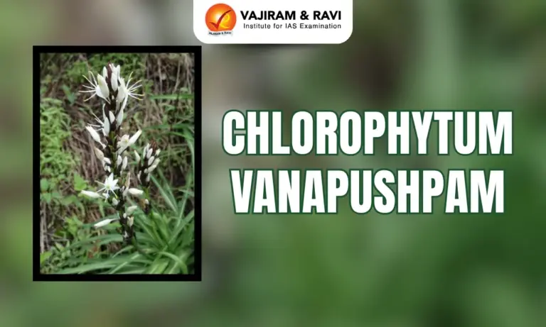 Chlorophytum Vanapushpam