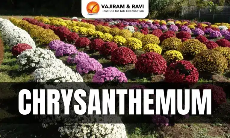Chrysanthemum