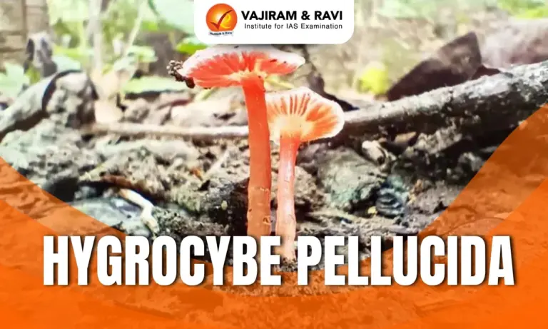 Hygrocybe Pellucida