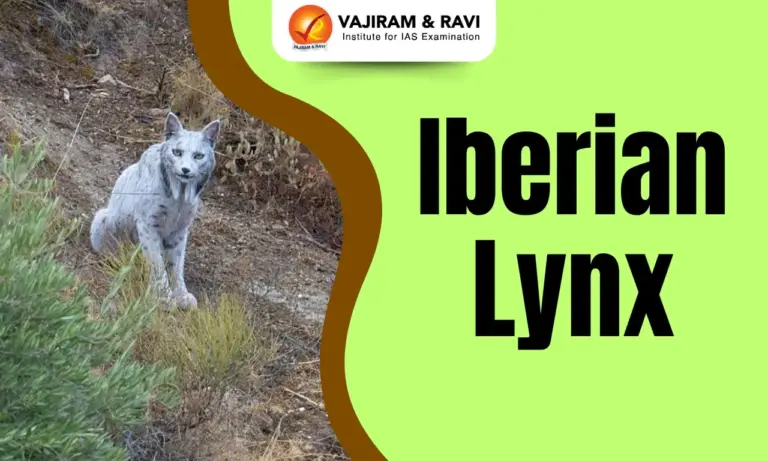 Iberian Lynx