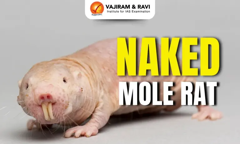Naked Mole Rat