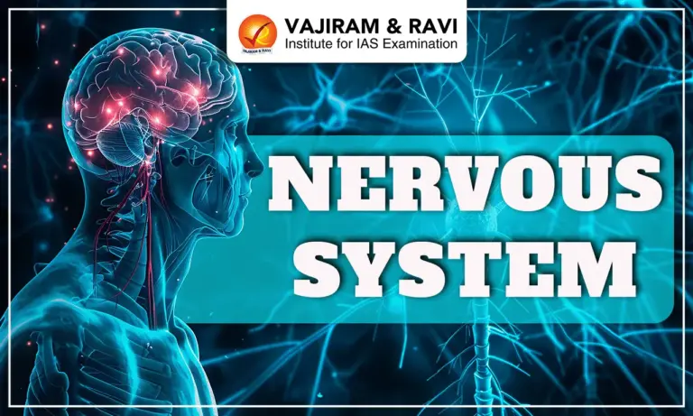 Nervous System