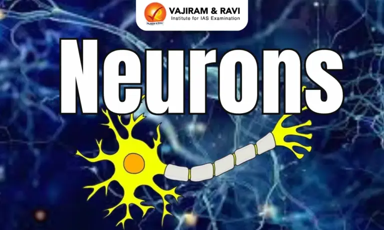 Neurons