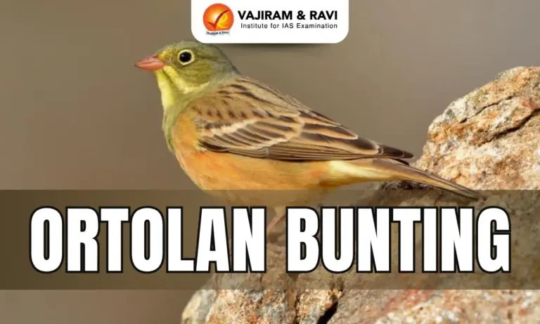 Ortolan Bunting