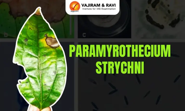Paramyrothecium Strychni