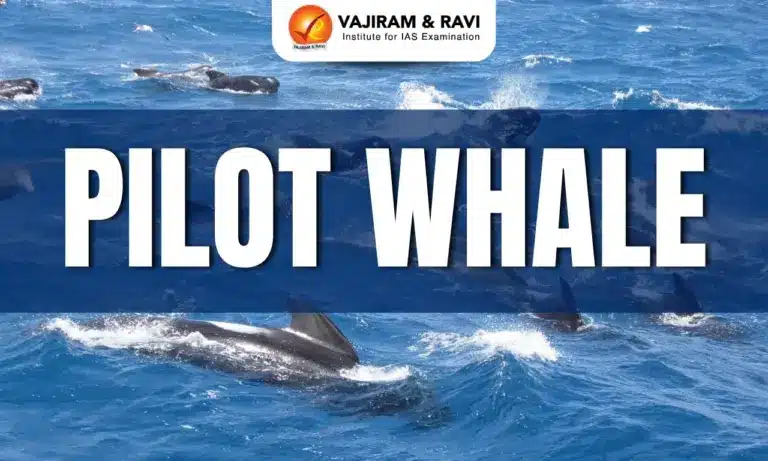 Pilot Whales