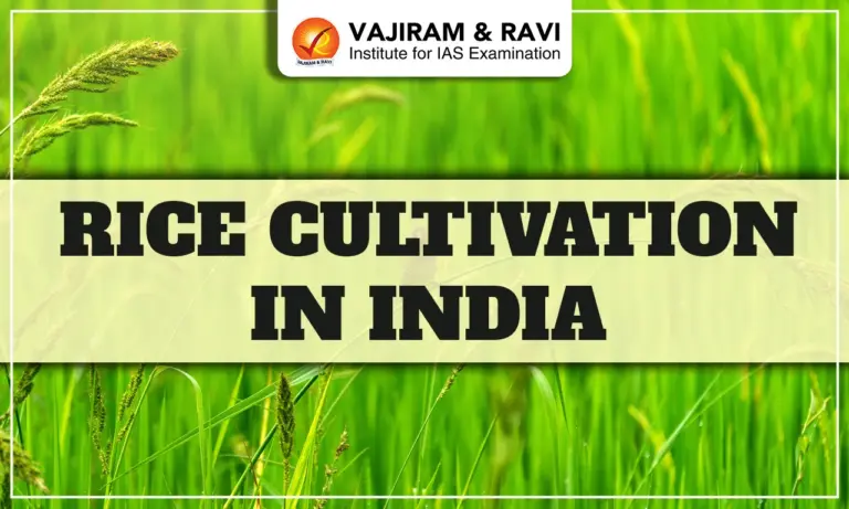 Rice Cultivation in India