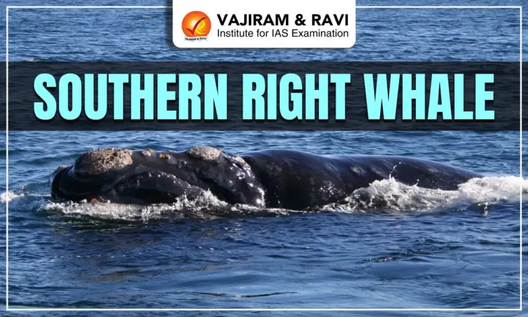 Southern Right Whale