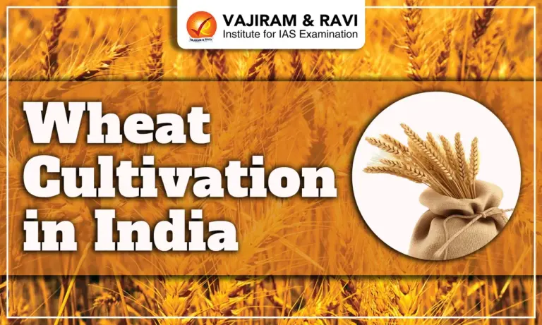 Wheat Cultivation in India