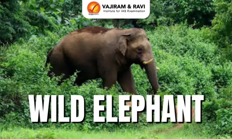 Wild Elephant