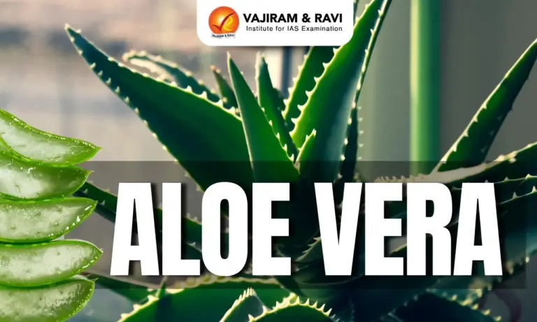 Aloe Vera