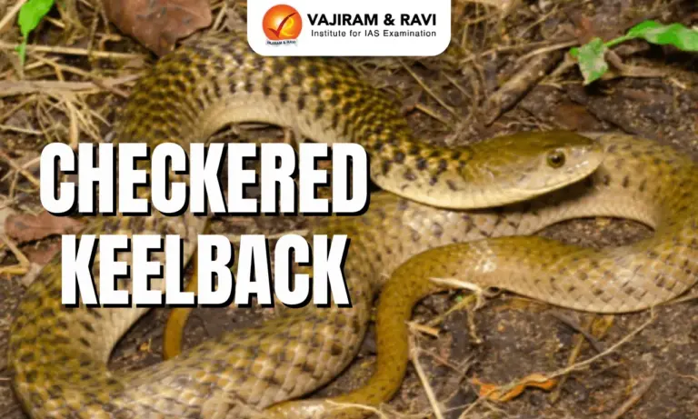 Checkered Keelback