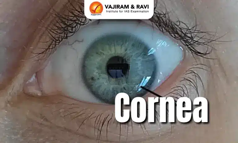 Cornea