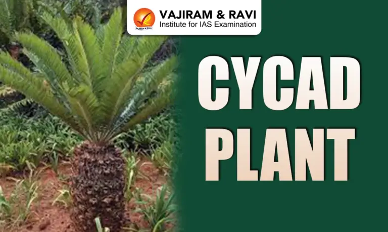 Cycad Plant