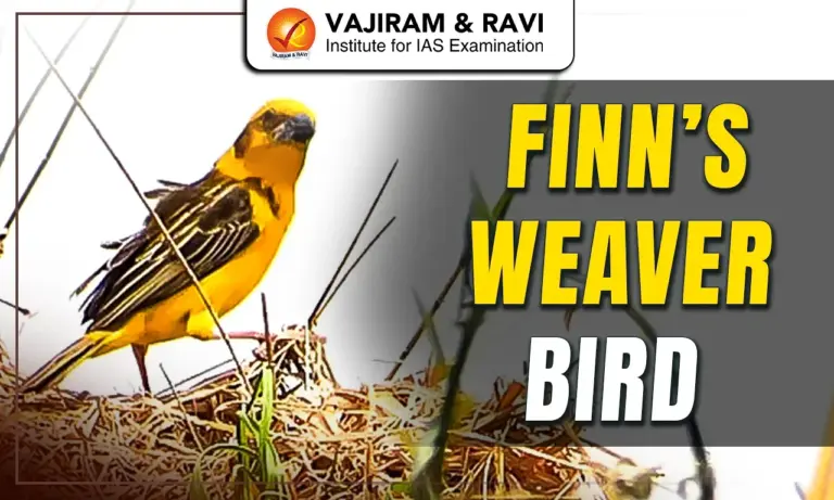 Finn’s Weaver Bird