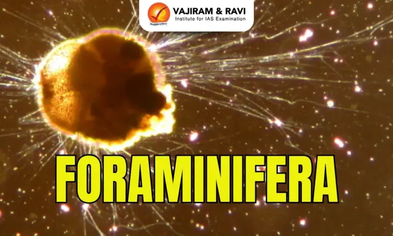 Foraminifera