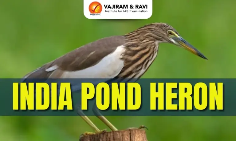 Indian Pond Heron