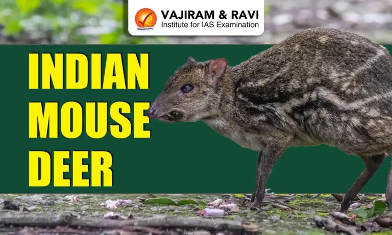Indian Mouse Deer