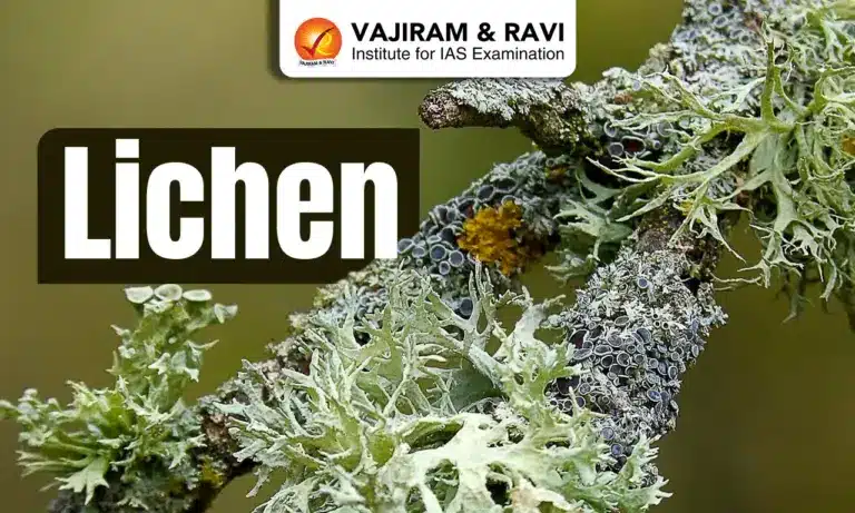 Lichen