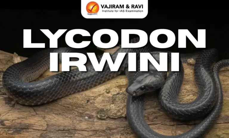 Lycodon irwini