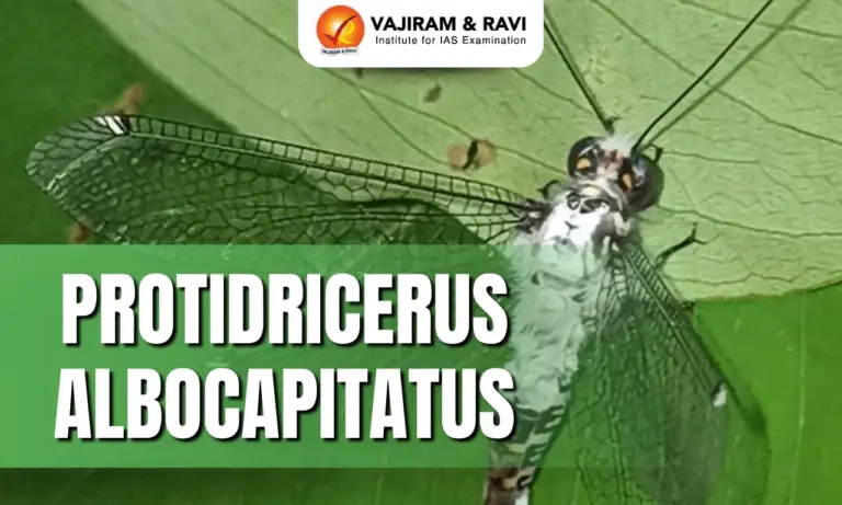 Protidricerus albocapitatus