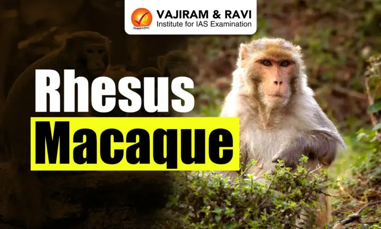 Rhesus Macaque