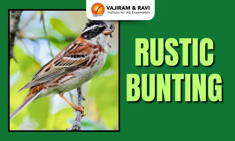 Rustic Bunting