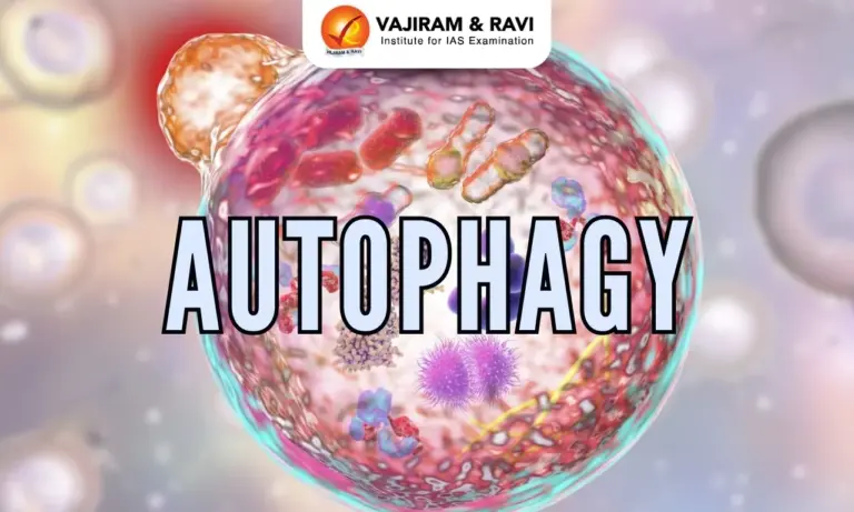 Autophagy
