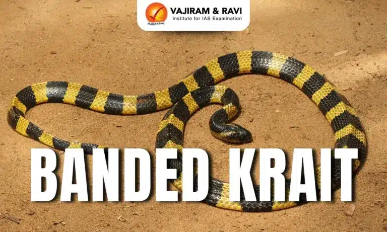 Banded Krait