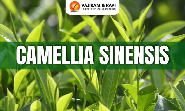 Camellia sinensis