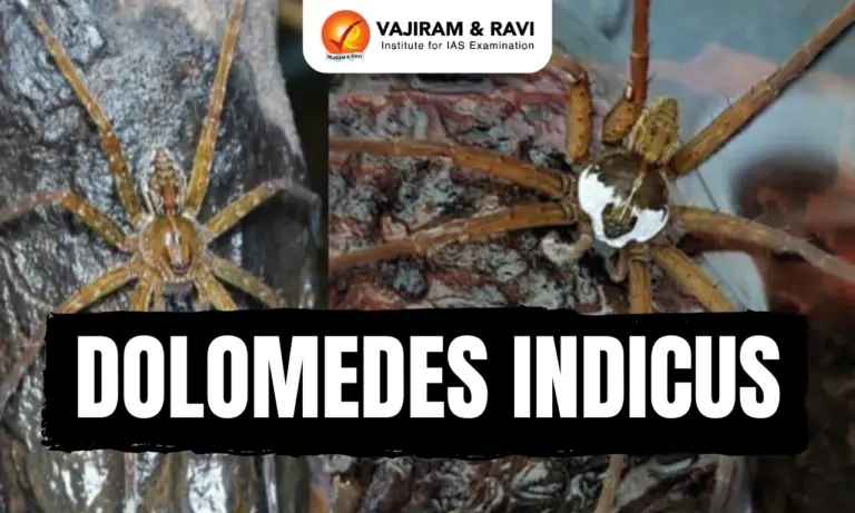 Dolomedes indicus