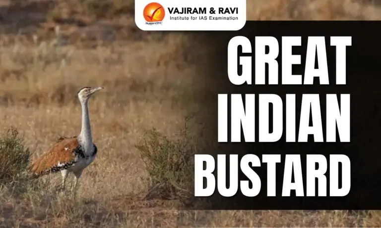 Great Indian Bustard