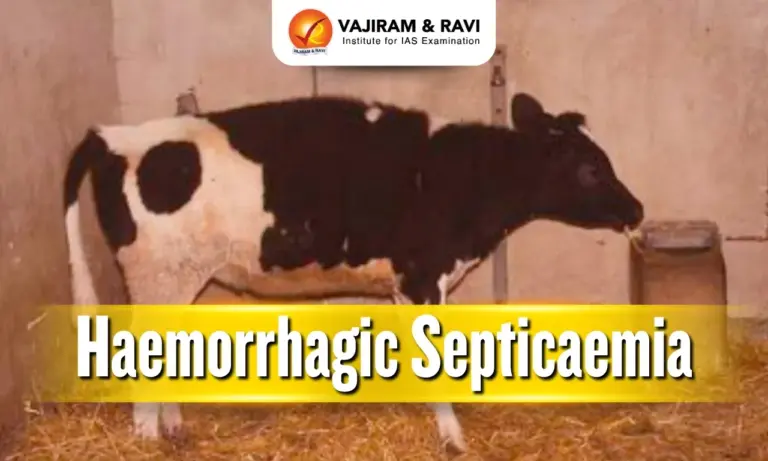 Haemorrhagic Septicaemia