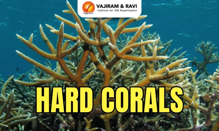 Hard Corals
