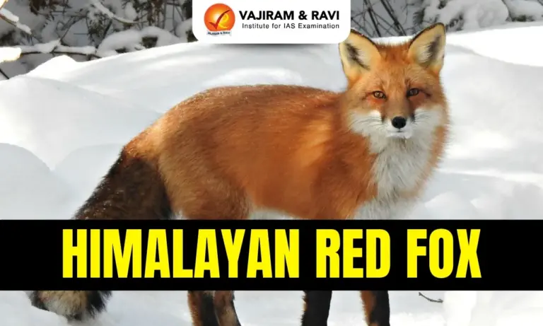 Himalayan Red Fox