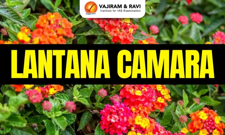 Lantana camara