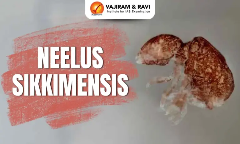 Neelus sikkimensis
