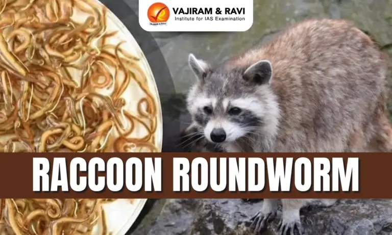 Raccoon Roundworm
