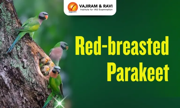 Red-Breasted Parakeet