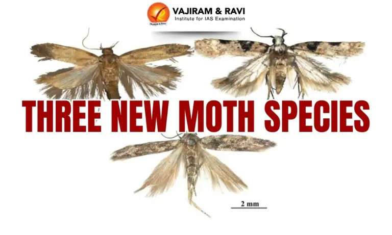 Three New Moth Species