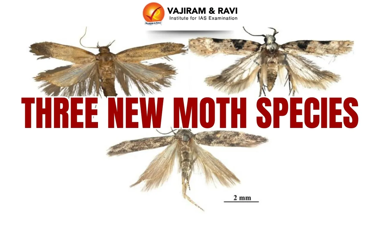 Three New Moth Species