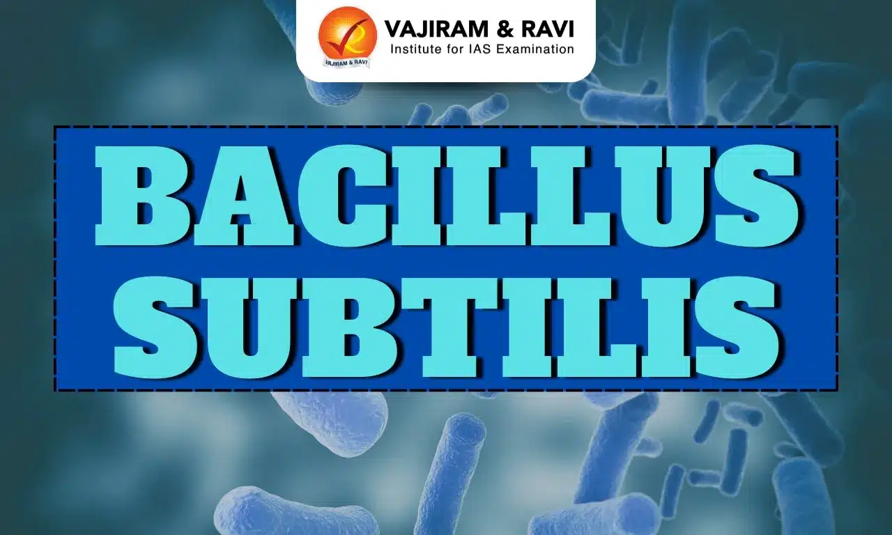 Bacillus Subtilis